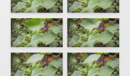 绿色视频,探索环保与可持续发展的视觉之旅