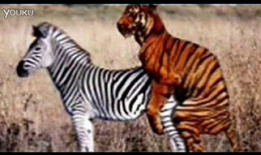 斑马交配视频,自然界的浪漫瞬间捕捉